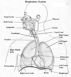 Respiratory System